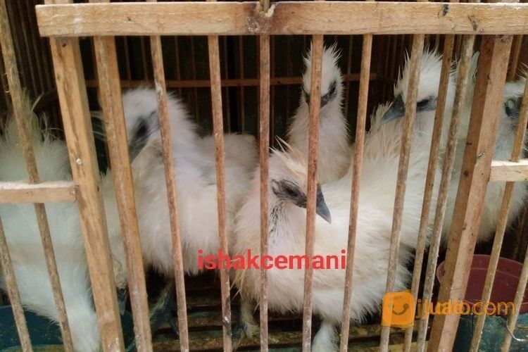 Ayam Kapas/Silkie Lucu Unik Dan Cantik