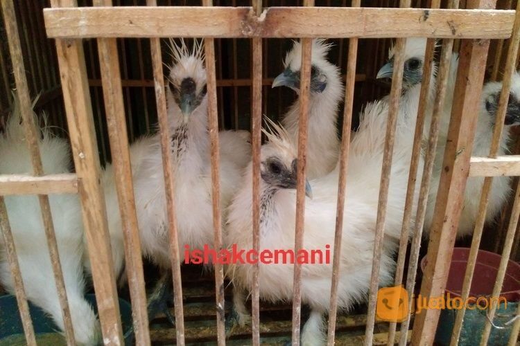 Ayam Kapas/Silkie Lucu Unik Dan Cantik