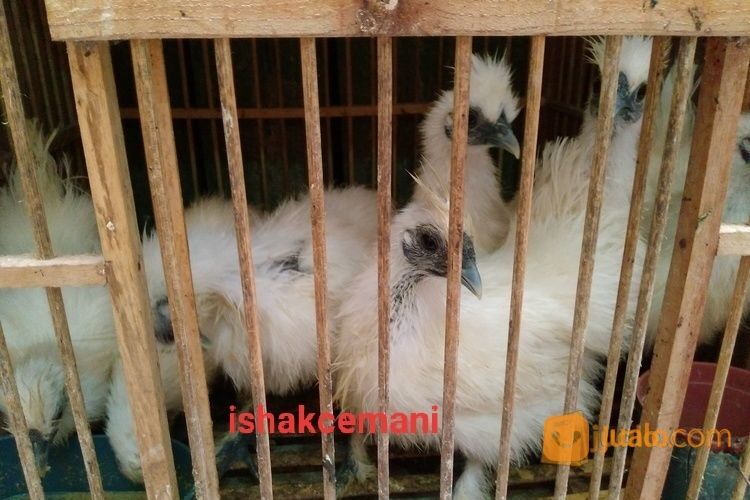 Ayam Kapas/Silkie Lucu Unik Dan Cantik