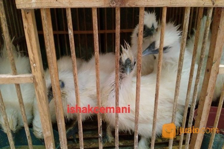 Ayam Kapas/Silkie Lucu Unik Dan Cantik