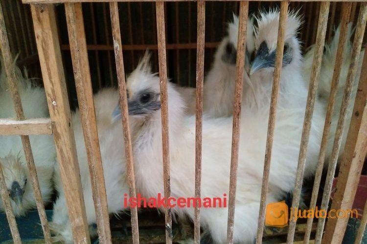 Ayam Kapas/Silkie Lucu Unik Dan Cantik