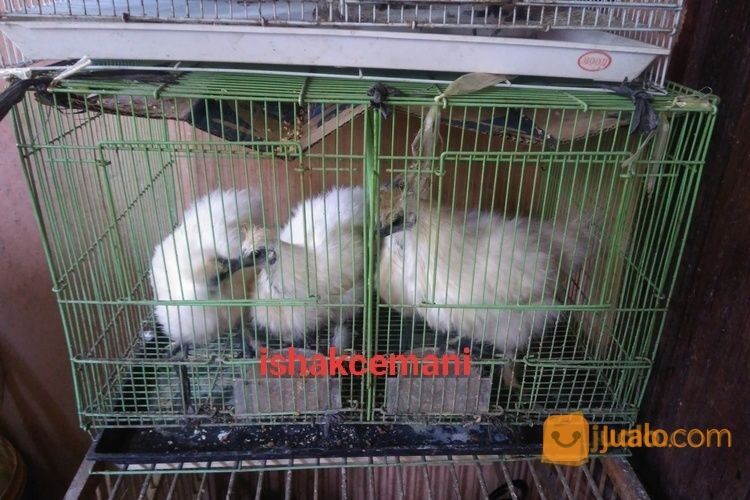 Anakkan Ayam Kapas/Silky Usia 3,5 Bulan Up Kwalitas Super