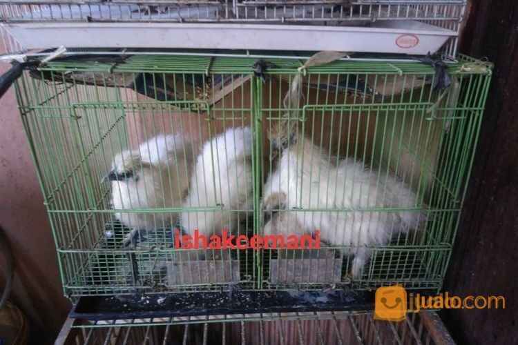 Anakkan Ayam Kapas/Silky Usia 3,5 Bulan Up Kwalitas Super