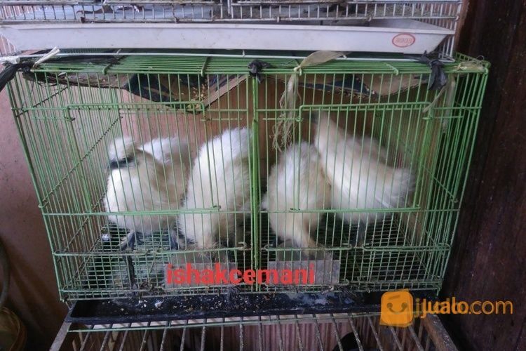 Anakkan Ayam Kapas/Silky Usia 3,5 Bulan Up Kwalitas Super