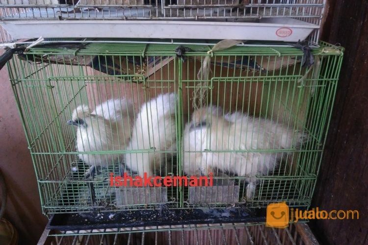 Anakkan Ayam Kapas/Silky Usia 3,5 Bulan Up Kwalitas Super