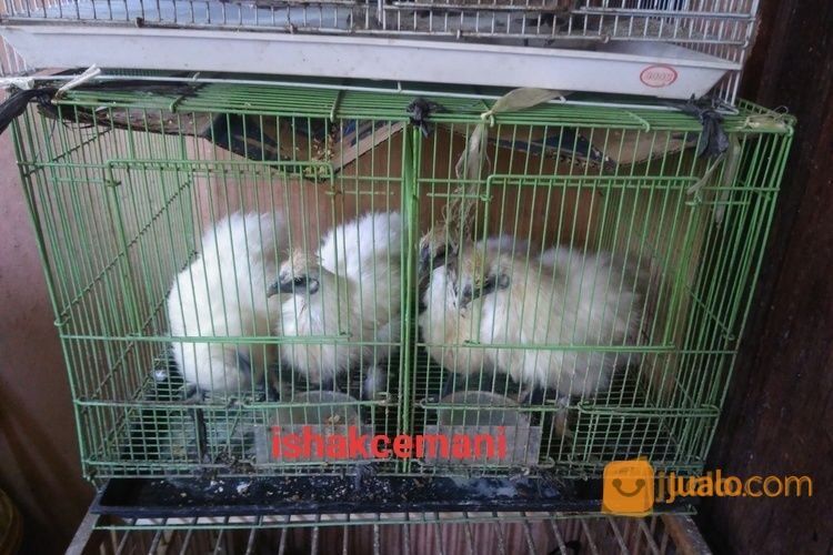 Anakkan Ayam Kapas/Silky Usia 3,5 Bulan Up Kwalitas Super