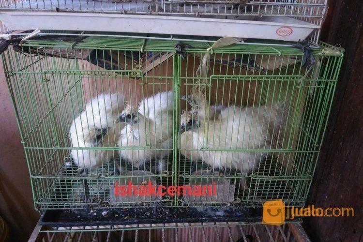Anakkan Ayam Kapas/Silky Usia 3,5 Bulan Up Kwalitas Super