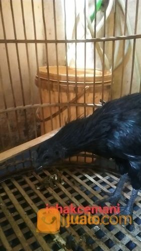 Ayam Cemani Jantan Dewasa Cengger Sumpel Kwalitas Super Unik Dan Langka