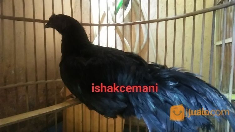 Ayam Cemani Jantan Dewasa Cengger Sumpel Kwalitas Super Unik Dan Langka