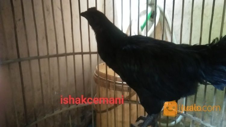Ayam Cemani Jantan Dewasa Cengger Sumpel Kwalitas Super Unik Dan Langka