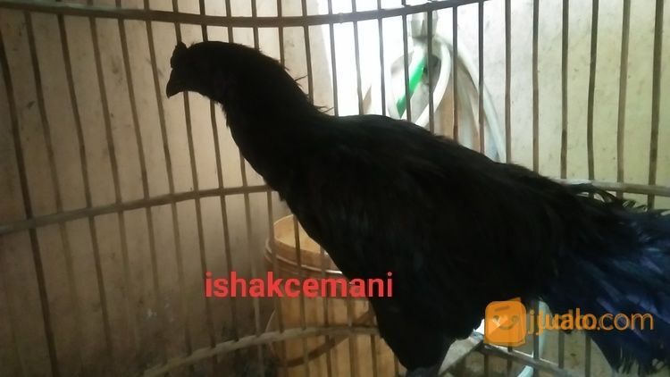 Ayam Cemani Jantan Dewasa Cengger Sumpel Kwalitas Super Unik Dan Langka