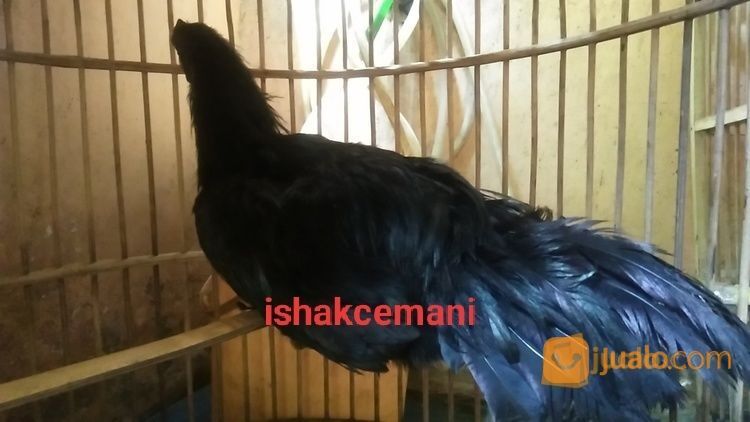 Ayam Cemani Jantan Dewasa Cengger Sumpel Kwalitas Super Unik Dan Langka