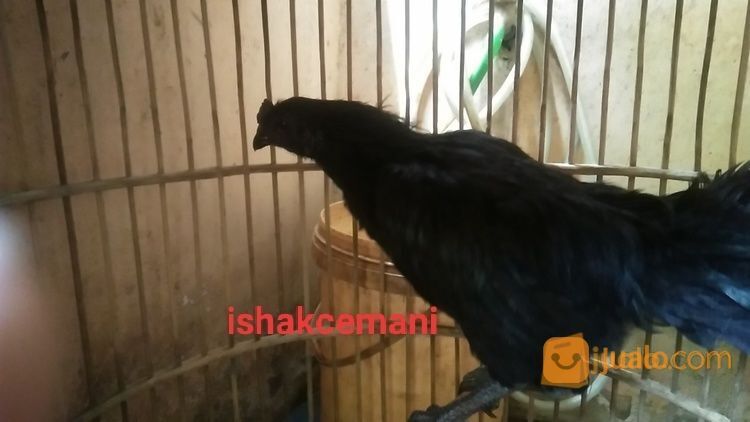 Ayam Cemani Jantan Dewasa Cengger Sumpel Kwalitas Super Unik Dan Langka