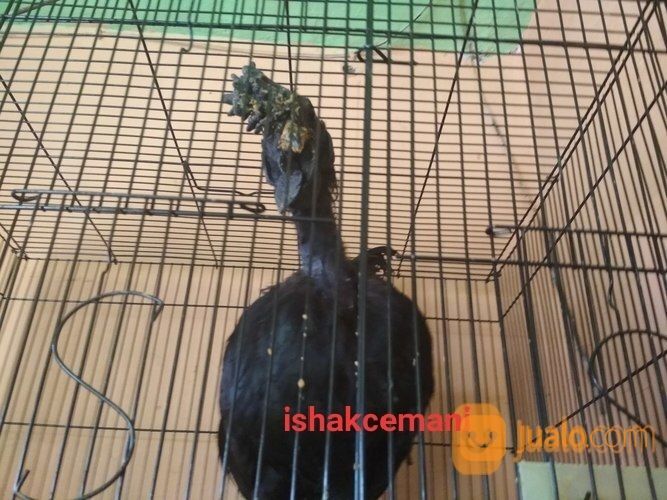 Ayam Cemani Sanggar Delima Jantan Super Mantap Jarang Ada
