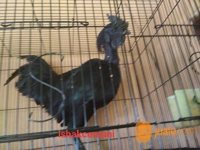 Ayam Cemani Sanggar Delima Jantan Super Mantap Jarang Ada