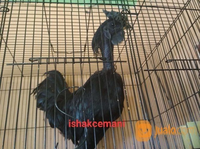 Ayam Cemani Sanggar Delima Jantan Super Mantap Jarang Ada