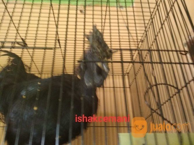 Ayam Cemani Sanggar Delima Jantan Super Mantap Jarang Ada
