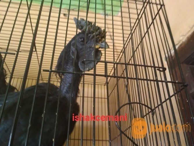 Ayam Cemani Sanggar Delima Jantan Super Mantap Jarang Ada