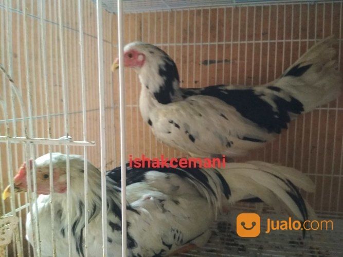 Sepasang Ayam Tulak Mantap Super Cocok Banget Buat Koleksi Idaman Hati