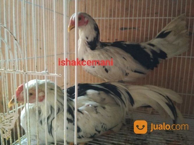 Sepasang Ayam Tulak Mantap Super Cocok Banget Buat Koleksi Idaman Hati