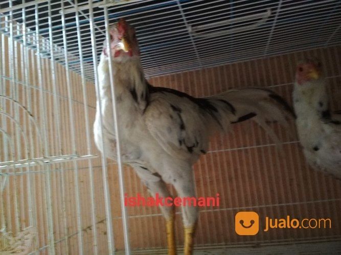 Sepasang Ayam Tulak Mantap Super Cocok Banget Buat Koleksi Idaman Hati