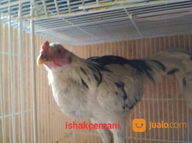 Sepasang Ayam Tulak Mantap Super Cocok Banget Buat Koleksi Idaman Hati