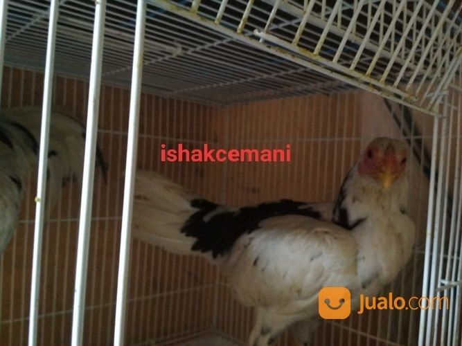 Sepasang Ayam Tulak Mantap Super Cocok Banget Buat Koleksi Idaman Hati