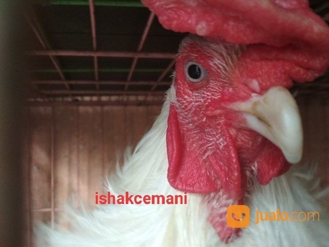 Ayam Tukung Putih Mulus Jantan Dewasa Mata Putih Paruh Putih Kaki Putih Langka