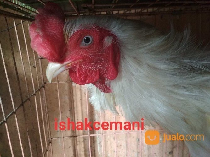 Ayam Tukung Putih Mulus Jantan Dewasa Mata Putih Paruh Putih Kaki Putih Langka