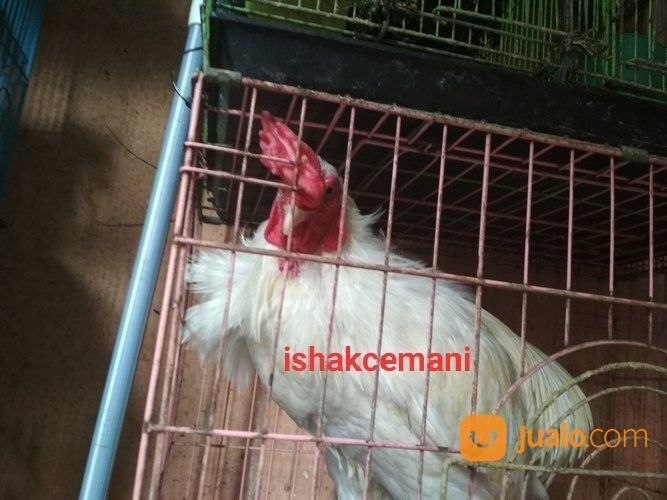 Ayam Tukung Putih Mulus Jantan Dewasa Mata Putih Paruh Putih Kaki Putih Langka