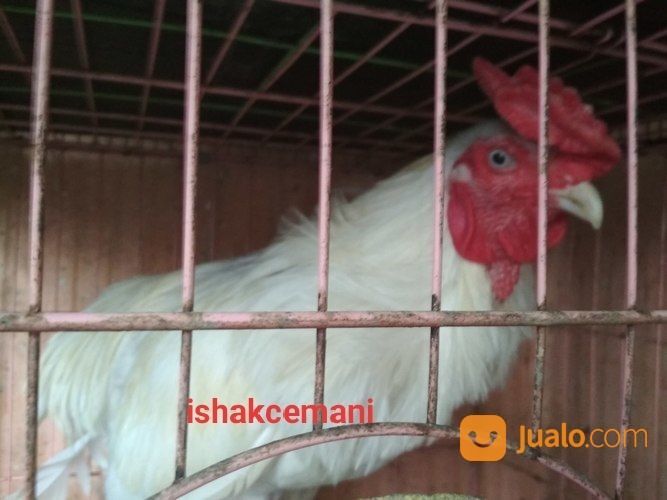 Ayam Tukung Putih Mulus Jantan Dewasa Mata Putih Paruh Putih Kaki Putih Langka