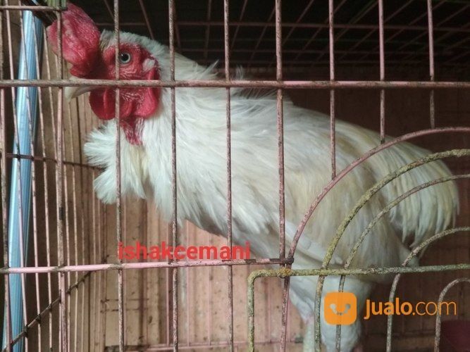 Ayam Tukung Putih Mulus Jantan Dewasa Mata Putih Paruh Putih Kaki Putih Langka