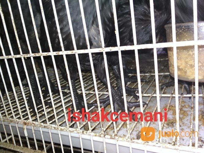 Anakkan Ayam Cemani 2 Bulan Berjari Kaki 10 Unik Langka Jarang Ada Kwalitas Super