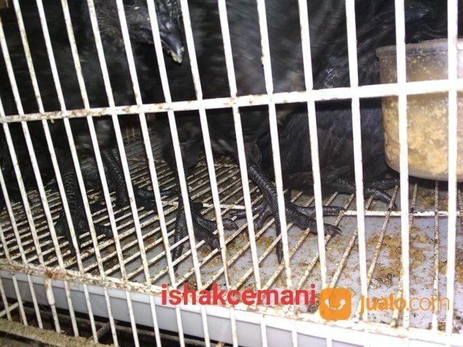 Anakkan Ayam Cemani 2 Bulan Berjari Kaki 10 Unik Langka Jarang Ada Kwalitas Super