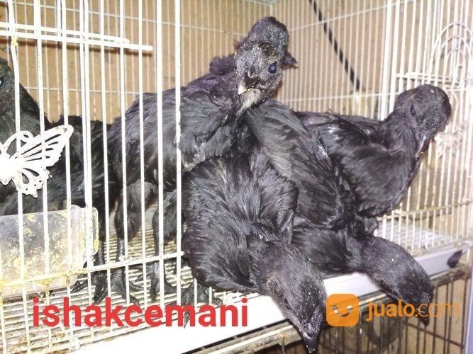 Anakkan Ayam Cemani 2 Bulan Berjari Kaki 10 Unik Langka Jarang Ada Kwalitas Super