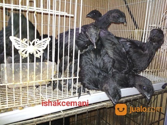 Anakkan Ayam Cemani 2 Bulan Berjari Kaki 10 Unik Langka Jarang Ada Kwalitas Super