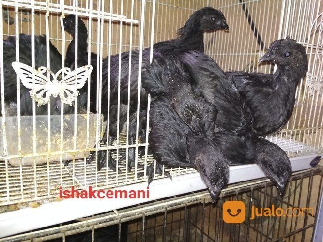Anakkan Ayam Cemani 2 Bulan Berjari Kaki 10 Unik Langka Jarang Ada Kwalitas Super