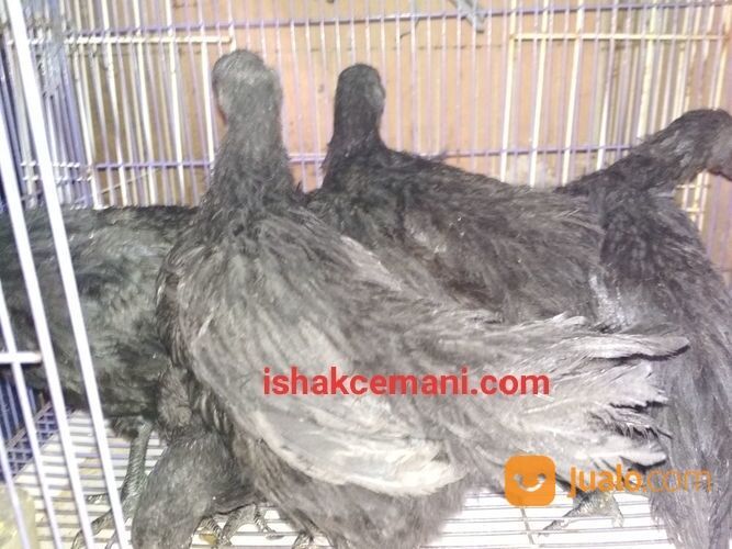 Anakkan Ayam Cemani Usia 3 Bulan Spesial Istimewa Tanpa Banyak Bacot