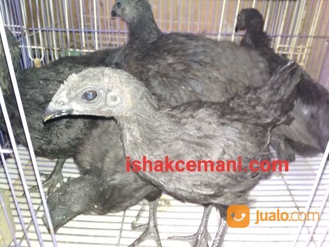 Anakkan Ayam Cemani Usia 3 Bulan Spesial Istimewa Tanpa Banyak Bacot
