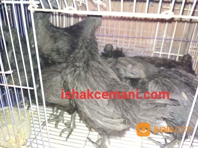 Anakkan Ayam Cemani Usia 3 Bulan Spesial Istimewa Tanpa Banyak Bacot