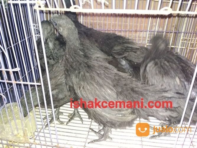 Anakkan Ayam Cemani Usia 3 Bulan Spesial Istimewa Tanpa Banyak Bacot