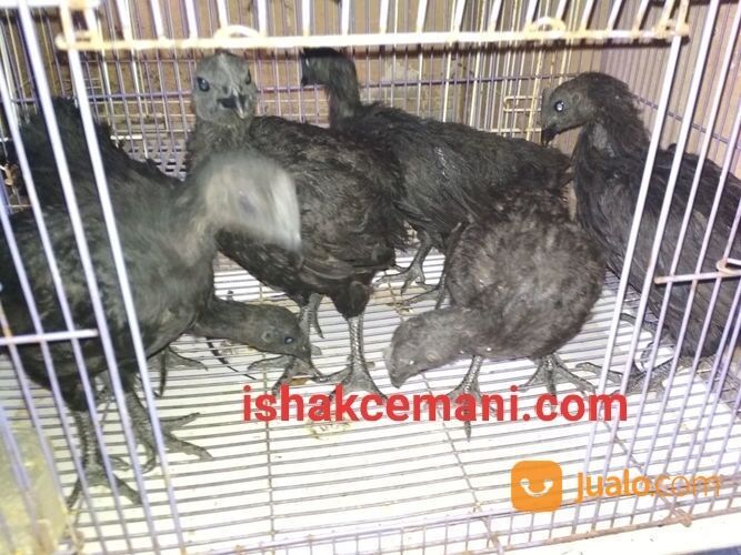 Anakkan Ayam Cemani Usia 3 Bulan Spesial Istimewa Tanpa Banyak Bacot