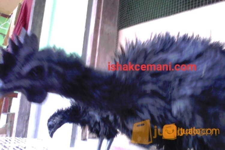 Ayam Cemani Walik 100% Asli Super Murah