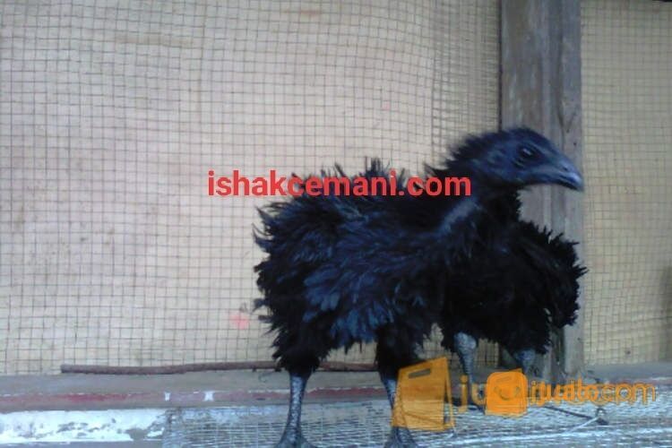 Ayam Cemani Walik 100% Asli Super Murah