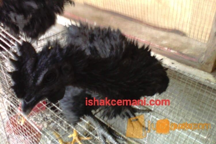 Ayam Cemani Walik 100% Asli Super Murah