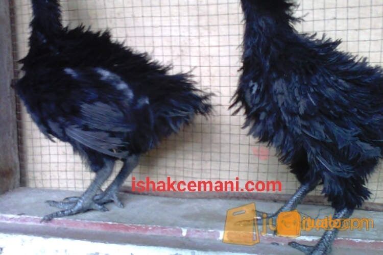 Ayam Cemani Walik 100% Asli Super Murah