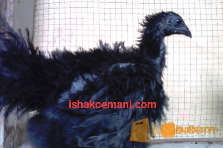 Ayam Cemani Walik 100% Asli Super Murah