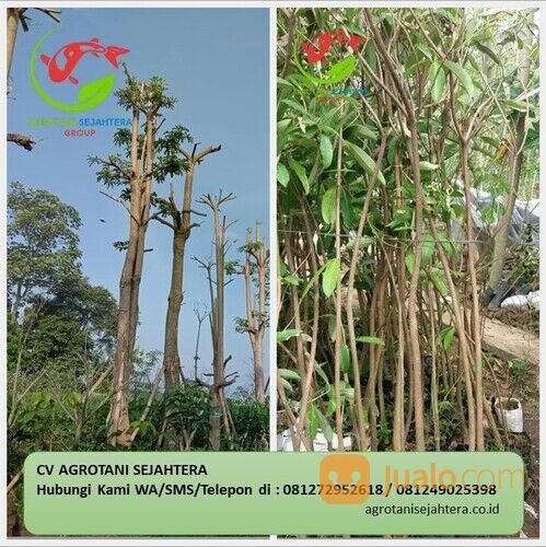 Pohon Pule Palangka Raya Terpercaya 081272952618 Bergaransi