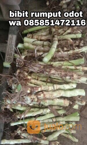 Harga Bibit Rumput Odot Cilacap Perbatang