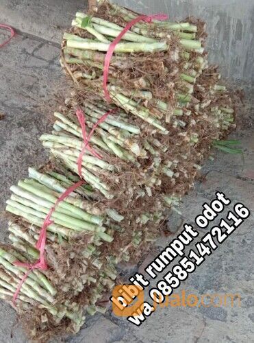 Harga Bibit Rumput Odot Cilacap Perbatang
